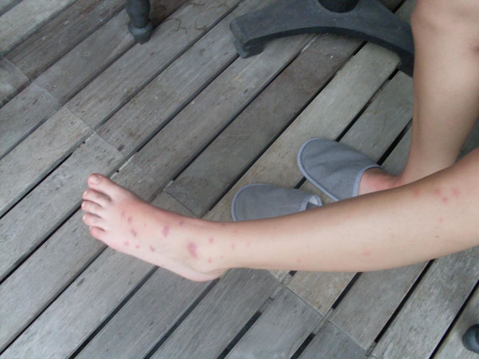 Achtung Moskitos  Hotel The Dewa Koh Chang