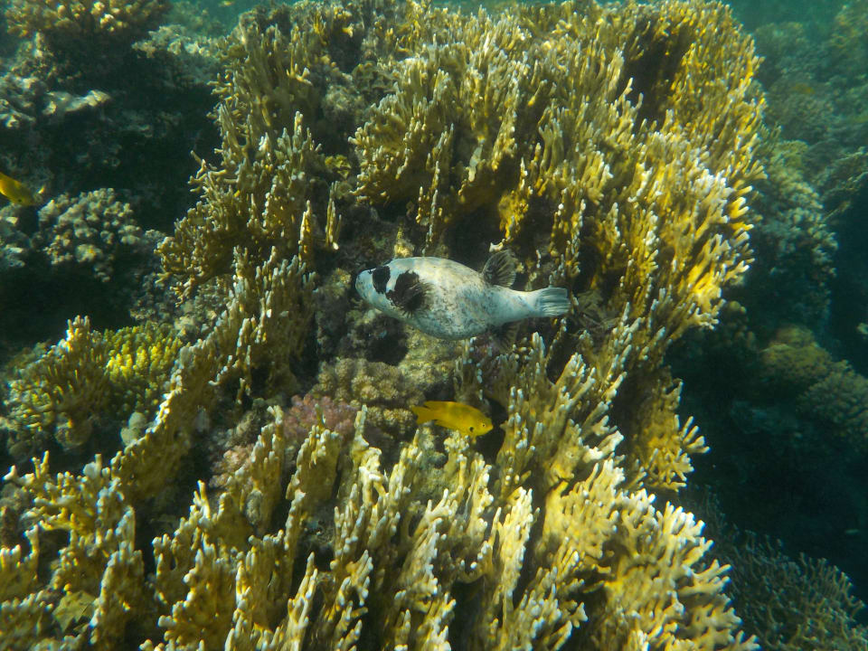 Strand SUNRISE Cardina Resort