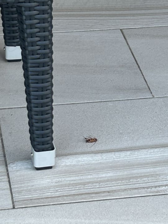 Gastro Hotel Riu Arecas - Adults only