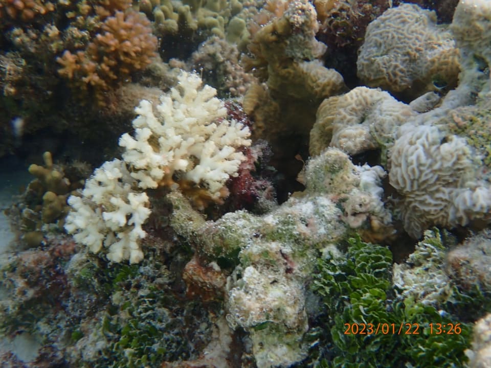 Sport & Freizeit Hotel Riu Palace Maldivas