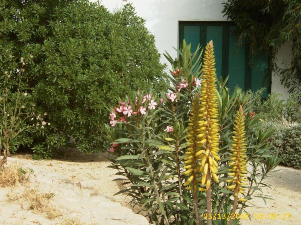 Blüten überall Hotel Sangho Club Zarzis