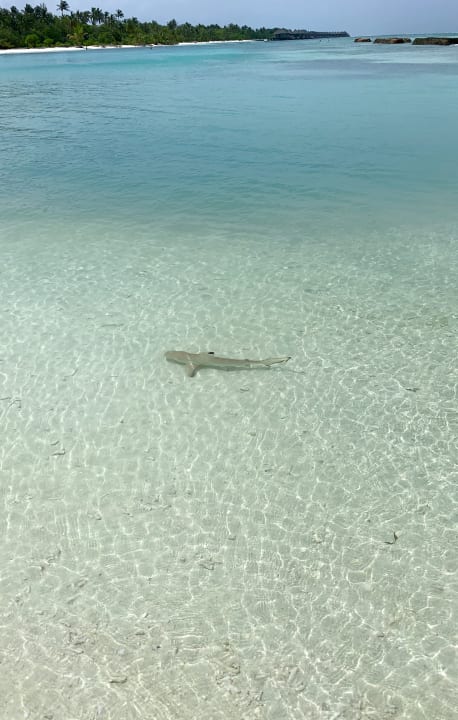 Strand Kuredu Island Resort & Spa