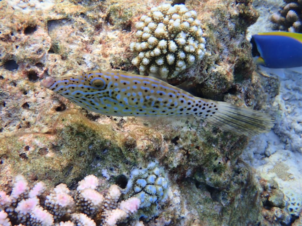 Sport & Freizeit Filitheyo Island Resort