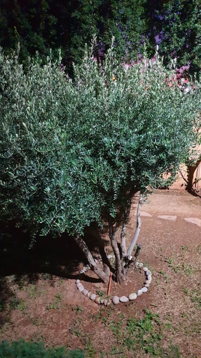 Gartenanlage Hotel & Spa Zalagh Kasbah