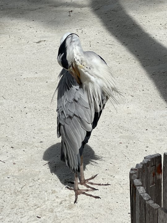 Sonstiges Gili Lankanfushi Resort