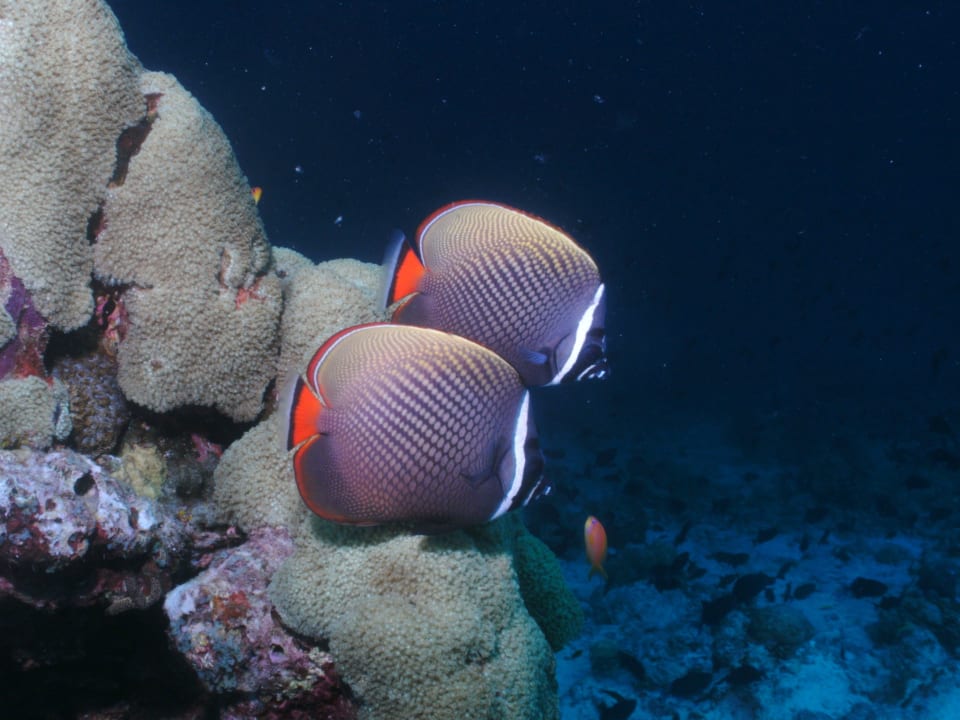 Maskenfische NH Collection Maldives Reethi Resort