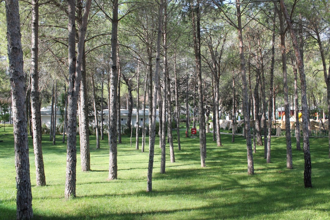 Pinienwald Nirvana Mediterranean Excellence