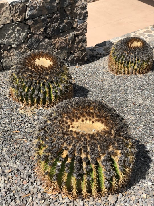 Gartenanlage Salobre Hotel Resort & Serenity