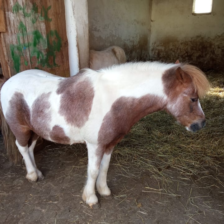 Sonstiges Hotel Reiterhof Altmühlsee