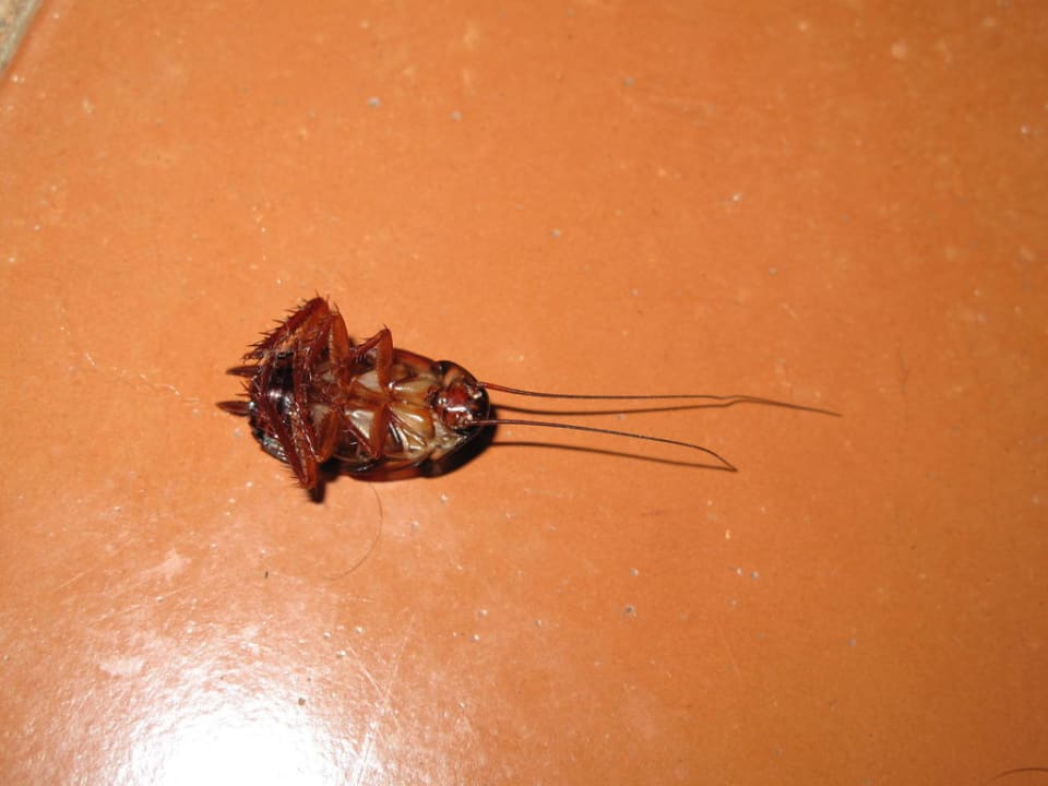 Hm lecker Catalonia Punta Cana - All Inclusive