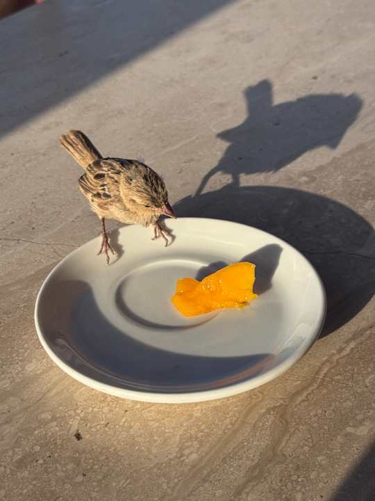 Gastro ROBINSON SOMA BAY