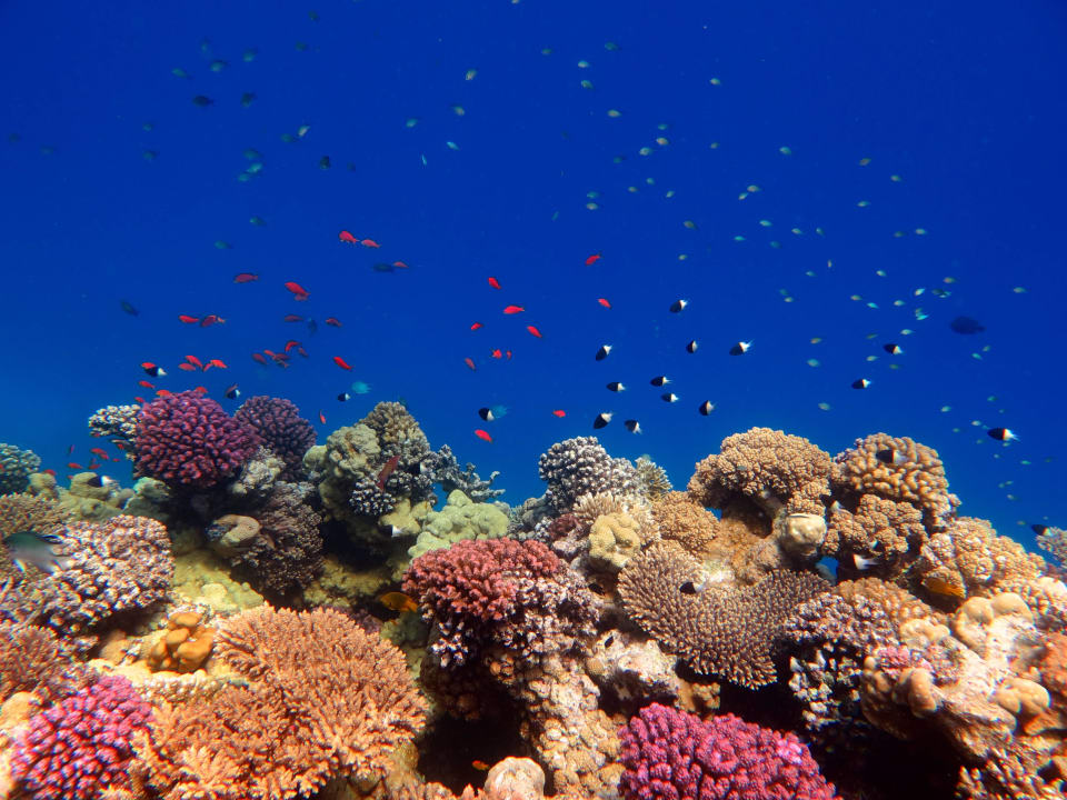 Chromis Arabia Azur Resort