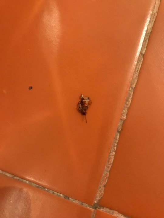 Zimmer Hotel Djerba Resort