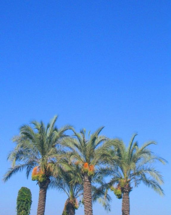 Poolpalmen PALOMA Perissia