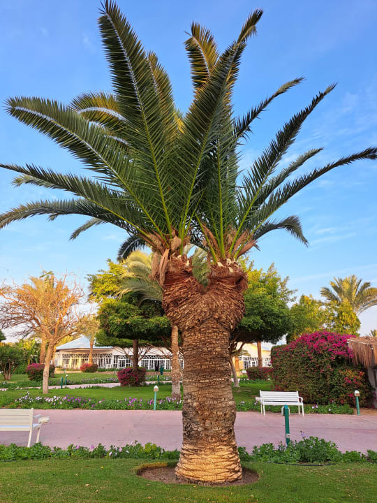 Gartenanlage Desert Rose