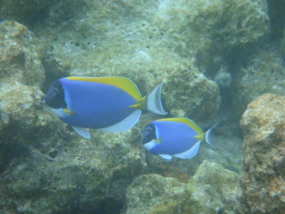 Doktorfische Vilamendhoo Island Resort & Spa
