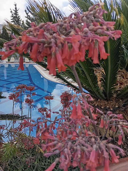 Pool Sentido Trendy Verbena Beach