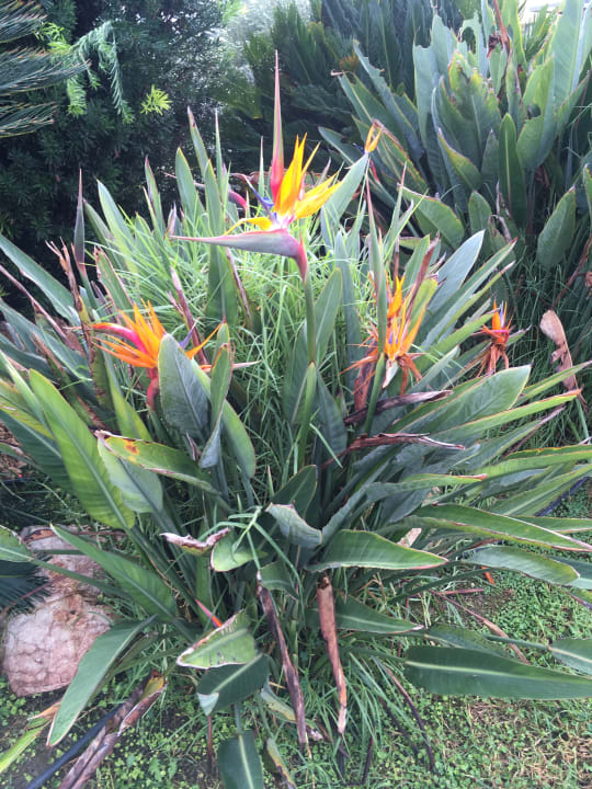 Garten Atlantica Mikri Poli Rhodes