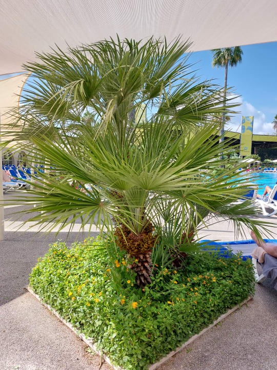 Sonstiges TUI MAGIC LIFE Calabria