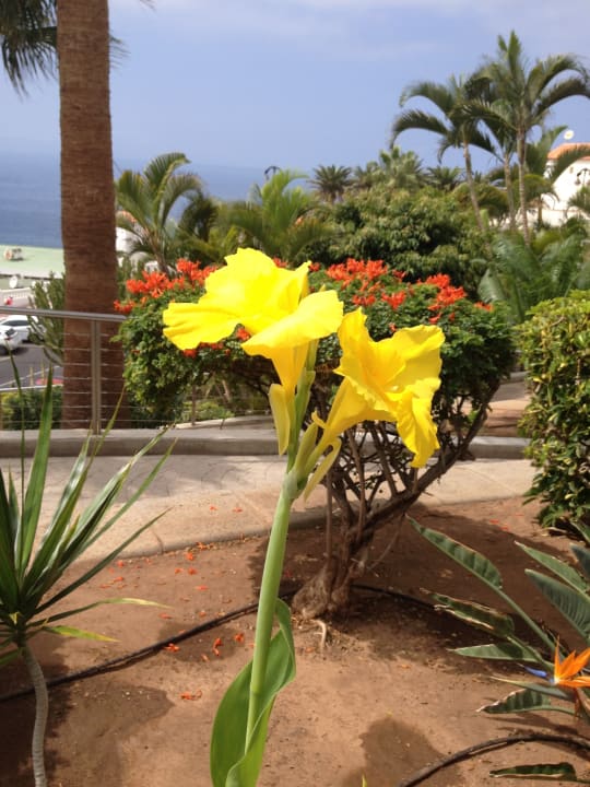 Gartenanlage Landmar Playa La Arena