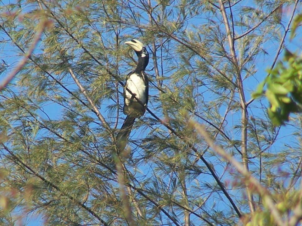 Hornbill im Baum Hotel Coral Island Resort