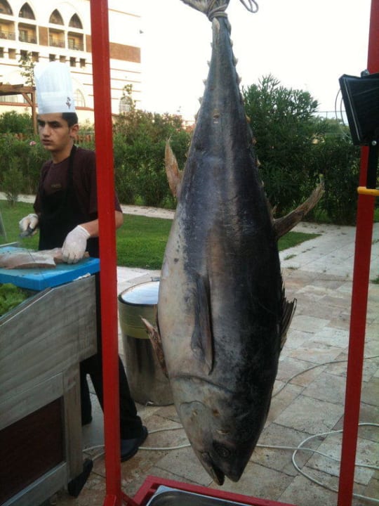Frischer Thunfisch Sirene Belek Hotel
