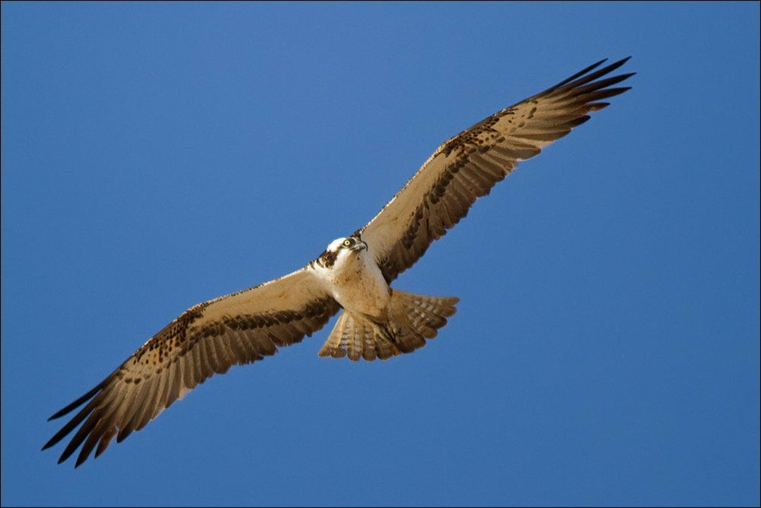 Seeadler am Strand Occidental Boa Vista Beach