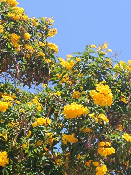 Gartenanlage Desert Rose