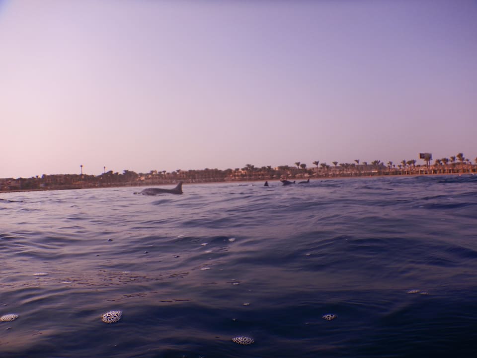 Strand Steigenberger Coraya Beach - Adults only