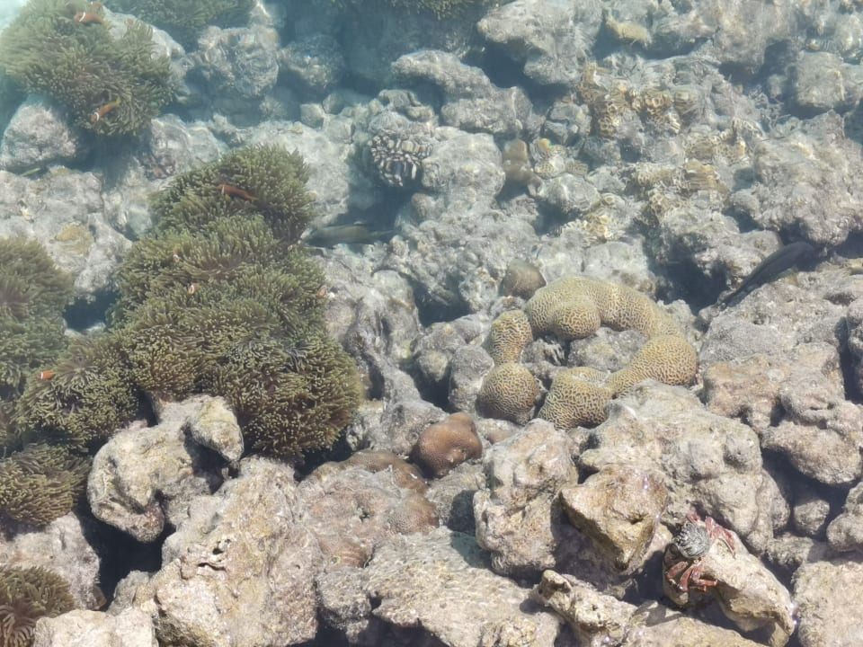 Strand Summer Island Maldives