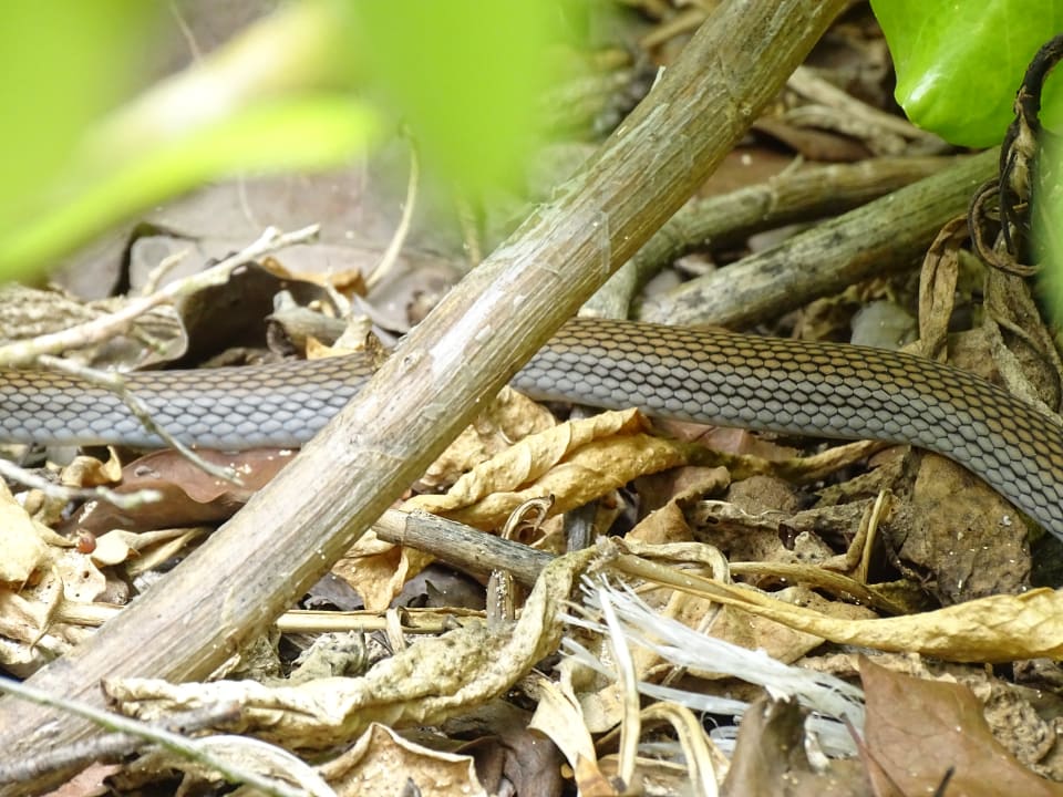 Gartenanlage Iberostar Waves Paraiso Beach
