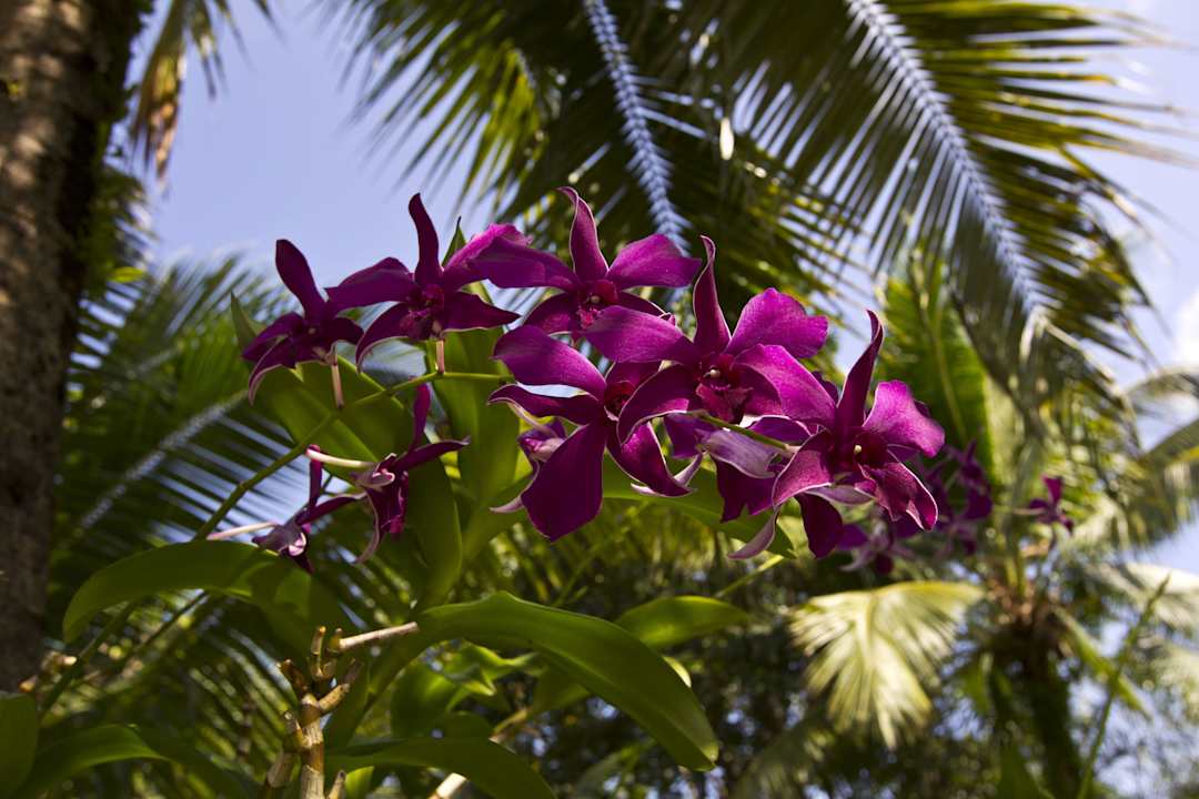 Gartenanlage Centara Koh Chang Tropicana Resort