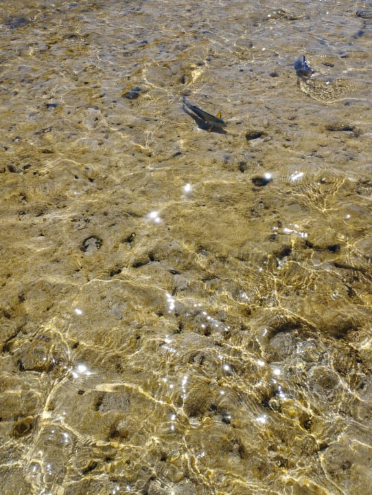 Strand Pickalbatros Citadel Resort