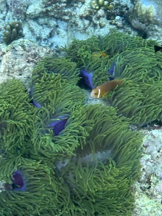 Sonstiges Ellaidhoo Maldives by Cinnamon