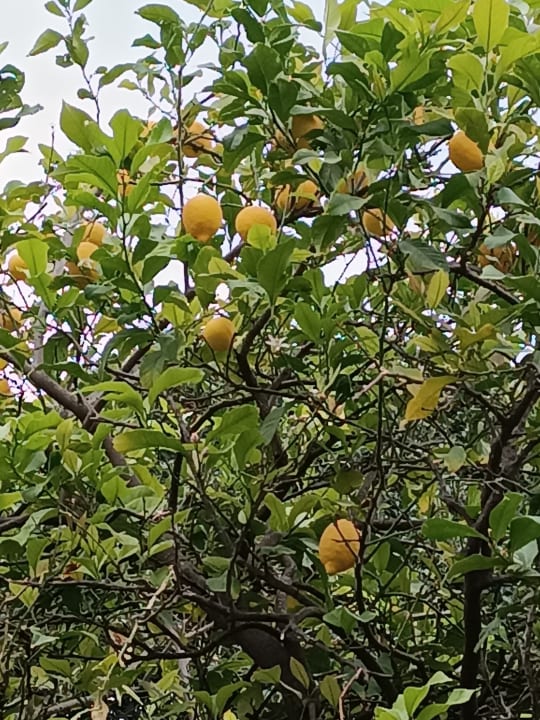 Außenansicht Alba Queen Hotel