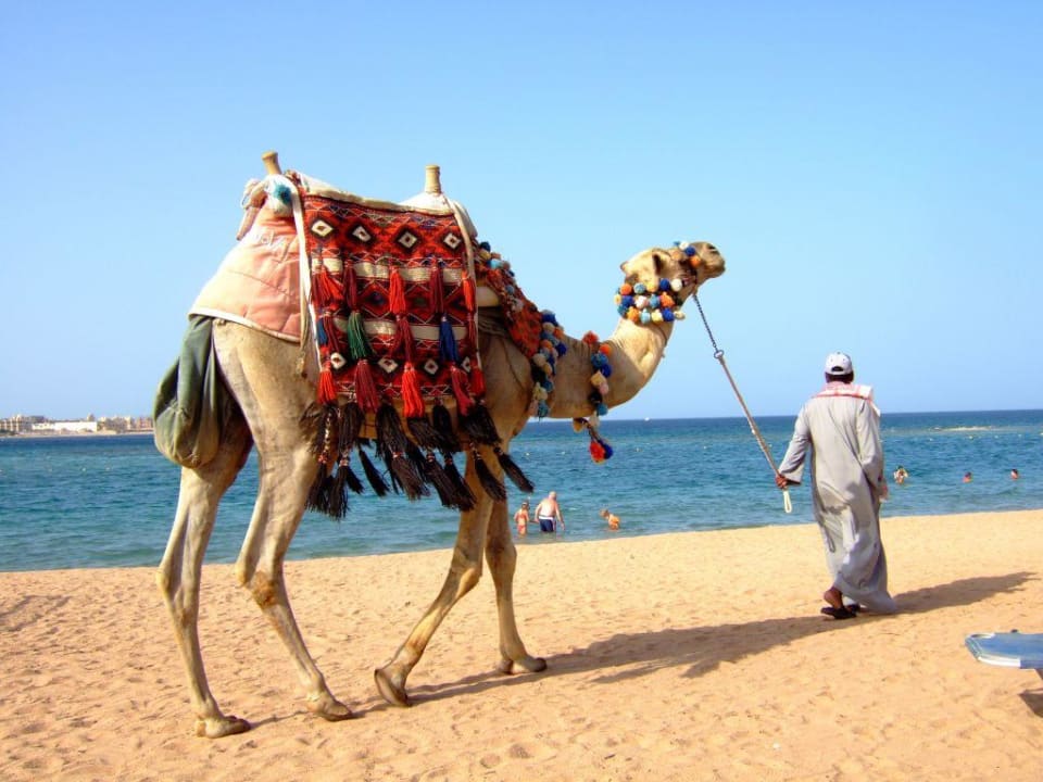 I'm walking... Jaz Makadi Oasis Resort