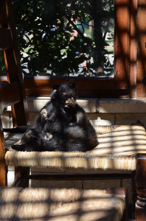 Sie kümmern sich um die Katzen Arabia Azur Resort