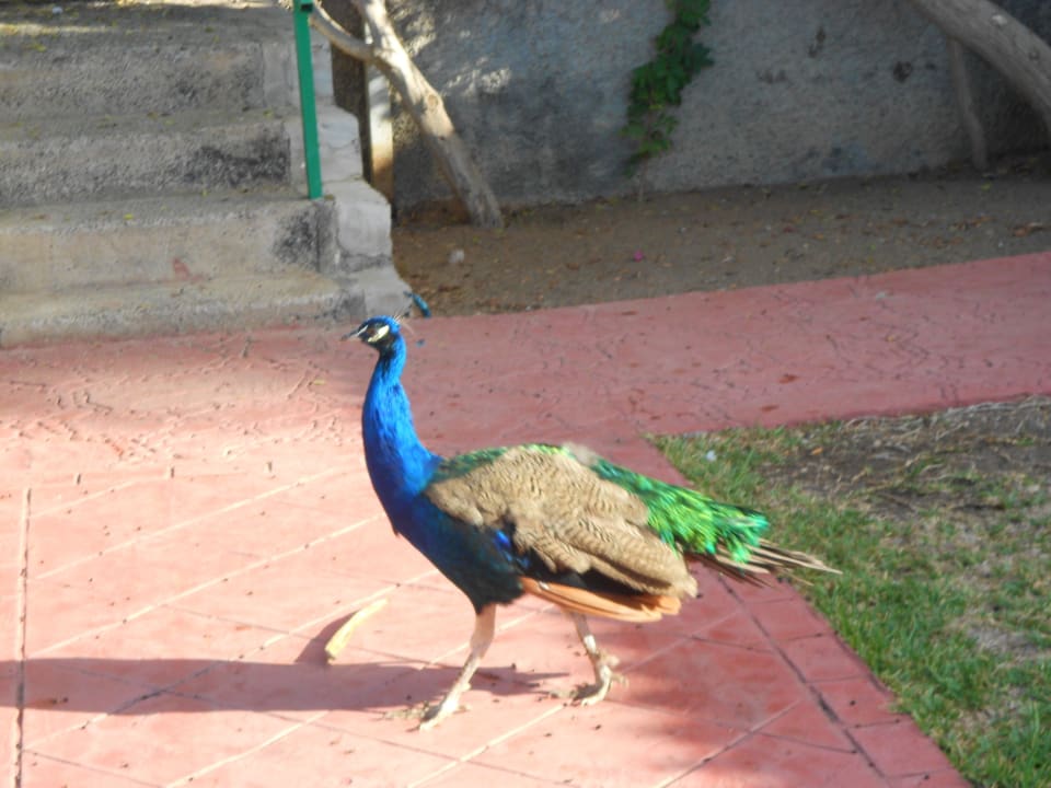 Pfau HL Miraflor Suites Hotel