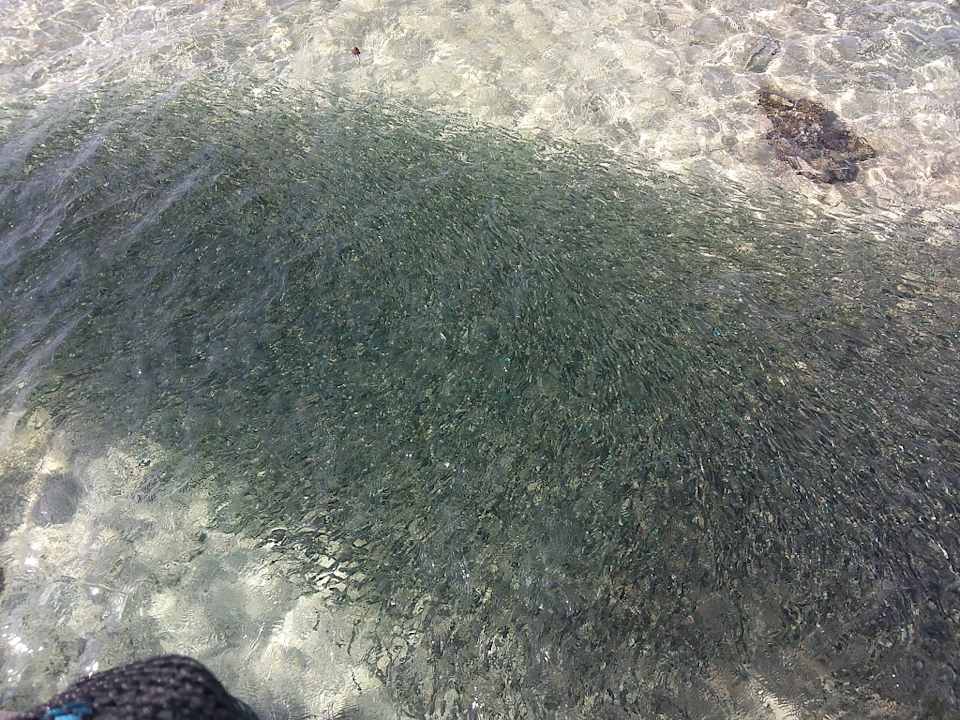 Sonstiges JAZ Neo Reef Marsa