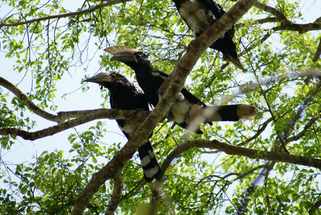 Codziennie patrząc w górę - tukany Hotel Papillon Lagoon Reef
