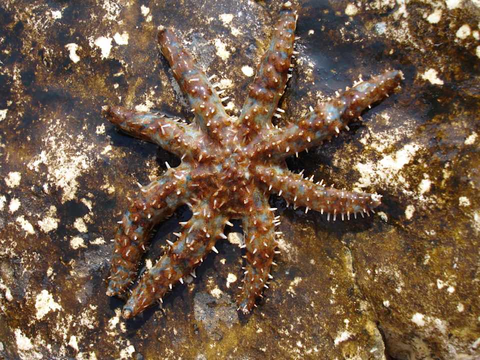 Seestern Wyndham Grand Novi Vinodolski Resort - The View & Family Apartments