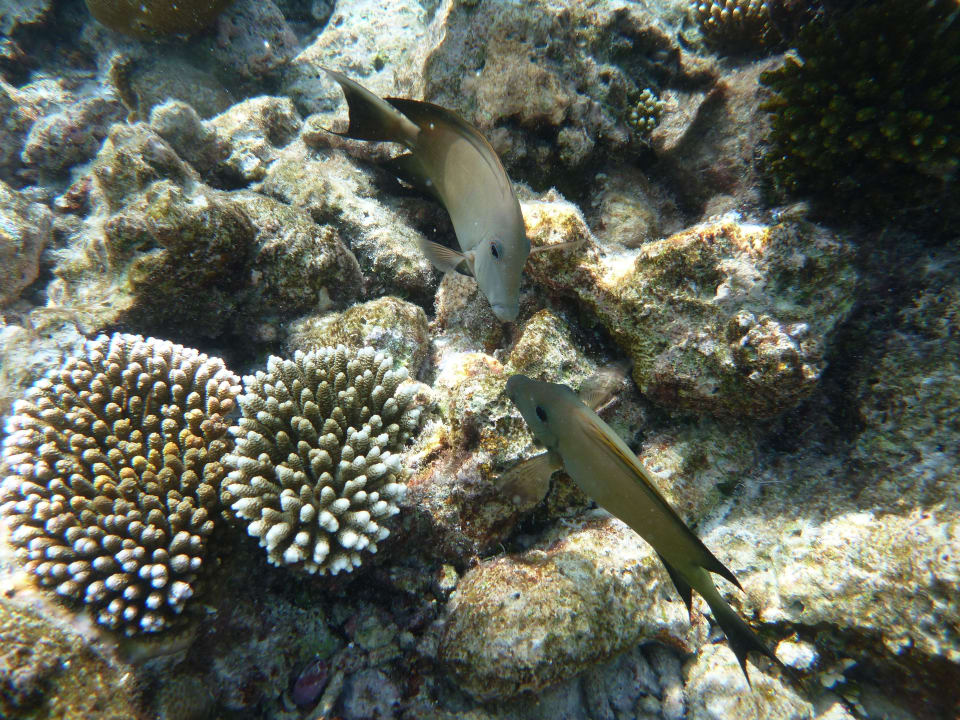 Hotel Meeru Island Resort Meeru Maldives Resort Island