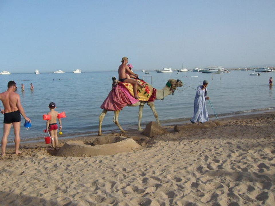 Kamelritt am Strand Giftun Azur Resort