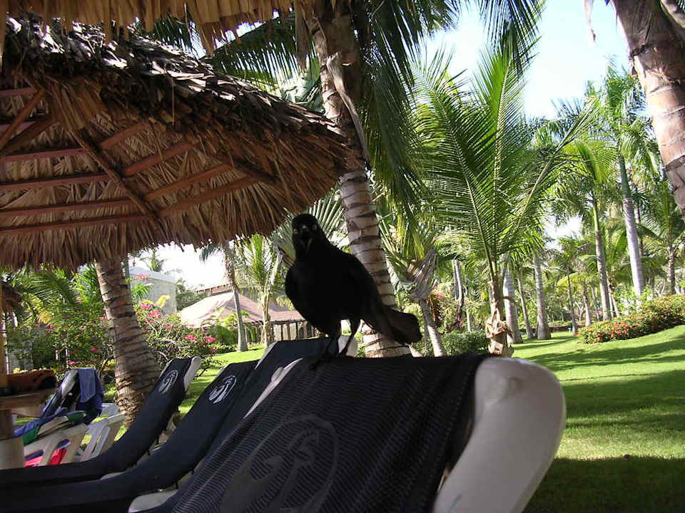 Unser täglicher Gast Grand Palladium Select Bávaro Resort & Spa