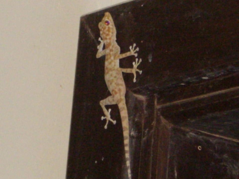 Unser Zimmernachbar Reef Oasis Beach Resort