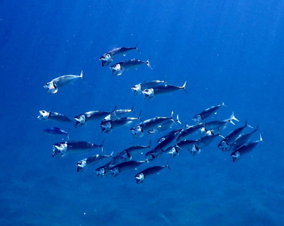 Strand Shams Alam Beach Resort