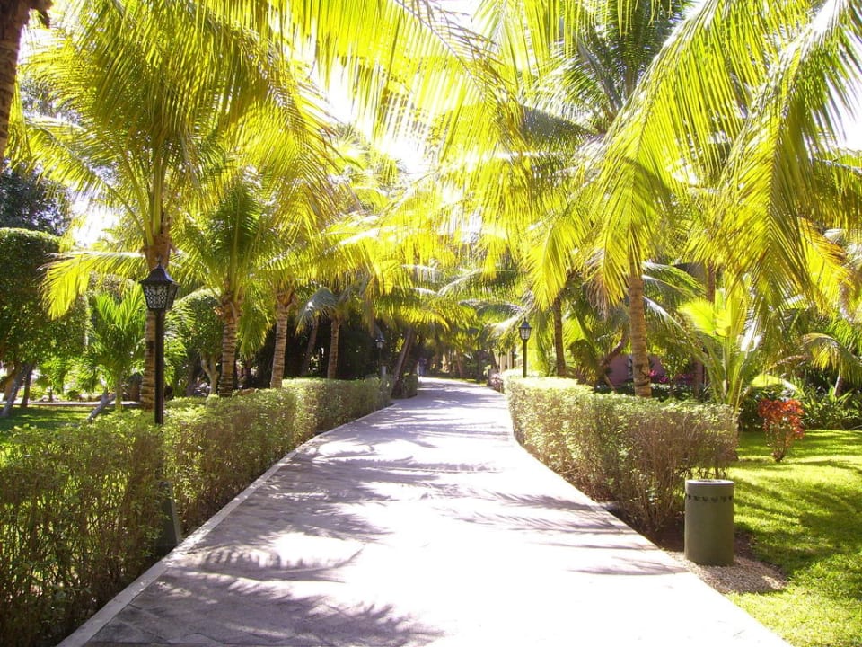 Gartenanlage Hotel Riu Tequila