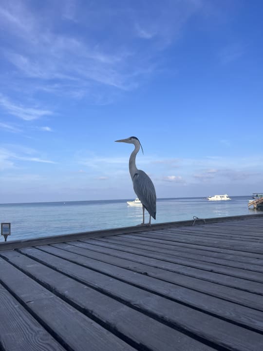 Ausblick NH Collection Maldives Reethi Resort