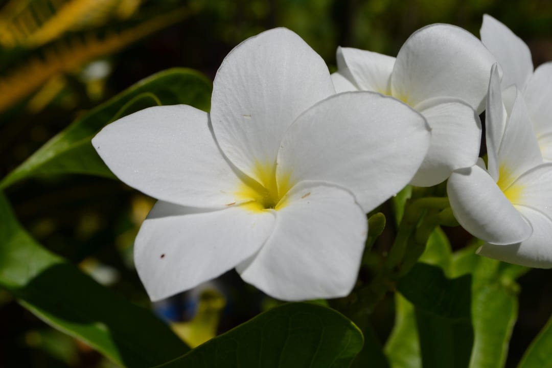 Flower NH Collection Maldives Reethi Resort