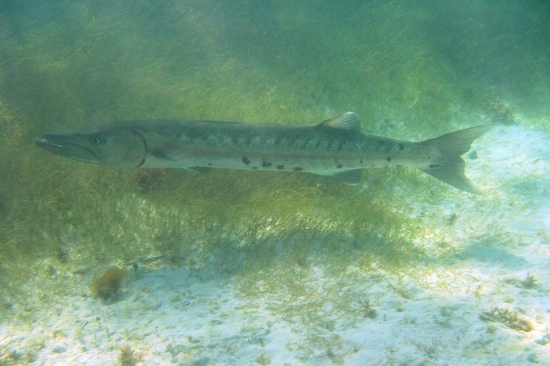 Sport & Freizeit Akumal Bay Beach & Wellness Resort